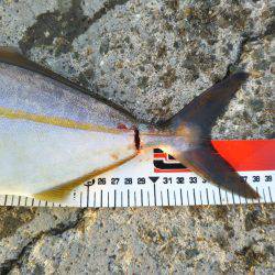 阿南市の椿泊でタチウオとシオと小アジ